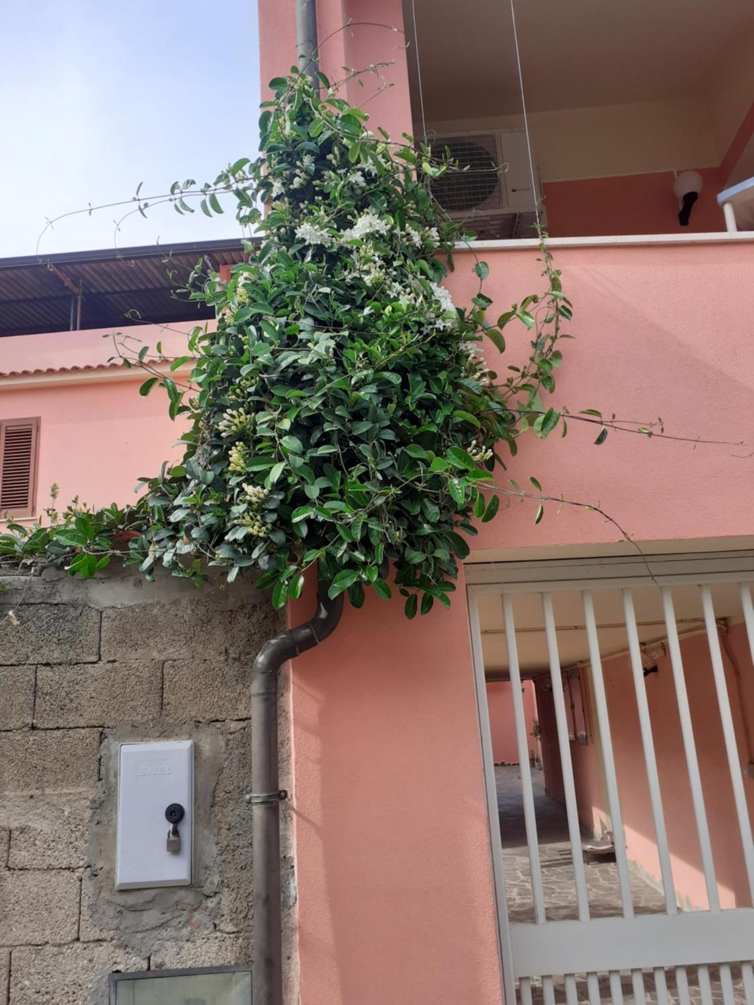 L'Agrifoglio Di Emy Bed & Breakfast กุซปีนี ภายนอก รูปภาพ